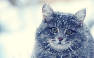 Cat snowy sad impressionism winter - a sad look free wallpaper