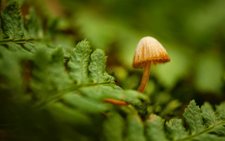 Small yellow mushroom green leaf - free nature wallpaper