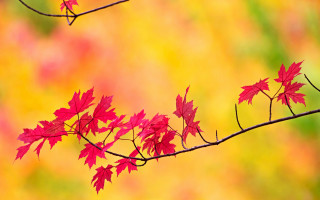 Branch red leaves autumn blurry - background free wallpaper