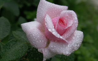 Pink rose water droplets macro 25 - a pink rose free wallpaper