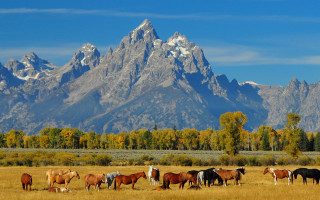 Horses mountains field sky clouds - top of a grass free wallpaper