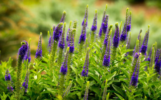 Purple flower garden blurry background - a garden area free wallpaper