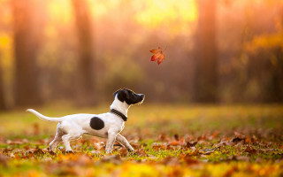 Dog playing leaf autumn sunset - the sun free wallpaper