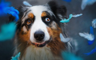 Dog blue feathers surprised animal - look free wallpaper