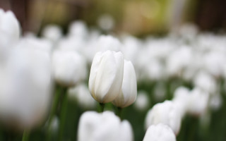 White flower bokeh shallow depth 2 - dirck van der lisse free wallpaper
