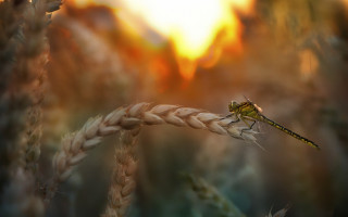 Dragonfly wheat sunset blurry macro - a dragonfly free wallpaper