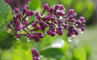 Purple flowers water droplets garden - green leaf and a blurry background free wallpaper