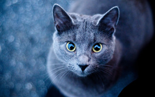 Black cat blue eyes symmetrical - symmetrical eye free wallpaper