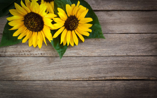 Sunflowers wooden table leaves petals - a green leaf free wallpaper