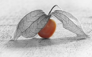 Leaf cherry table white background - boetius adamsz bolswert free wallpaper for desktop