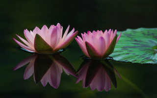 Pink water lilies reflection lily - lily pad free wallpaper