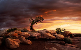 Lone tree desert rocks sunset - a lone tree free wallpaper