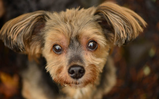 Sad shiba inu portrait blurry 2 - a small dog free wallpaper