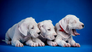White puppies yawning blue background - the other free wallpaper