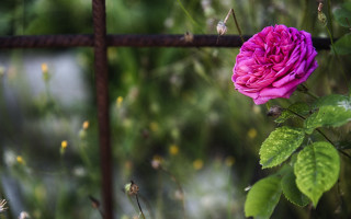 Pink rose fence garden bokeh - a pink rose free wallpaper
