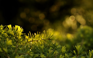 Pine branch bokeh lens flare - a close up of a pine tree branch free wallpaper