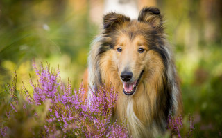 Dog flower field blurry background 2 - a field of flowers and grass free wallpaper