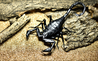 Scorpion rock sand 3d render - farid mansour free wallpaper