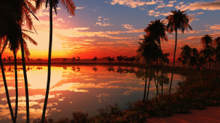 Sunset palm trees water reflection - palm tree and a body of water free wallpaper