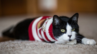 Black cat surprised sweater tilt - a sweater free wallpaper