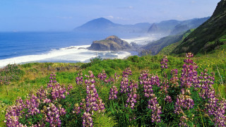 Purple flower field hillside ocean - the background and a body of water free wallpaper