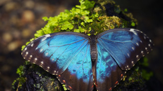 Blue butterfly mossy surface vivid - a mossy surface free wallpaper
