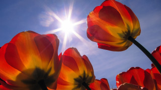 Flowers sun clouds orange halloween - cloud and sun free wallpaper for desktop