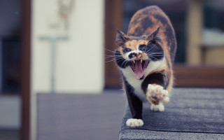 Cat ledge open mouth furry - a ledge free wallpaper