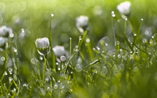 Grass water droplets flower bokeh - a few flower free wallpaper
