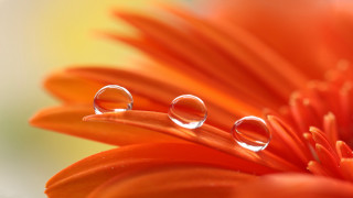 Water droplets flower macro photography - a blurry background behind them free wallpaper
