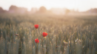 Grass redflowers sun shallowfield blurry - three red flower free wallpaper