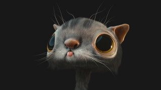 Cat bigeyes nose photorealism characterportrait - big eye free wallpaper