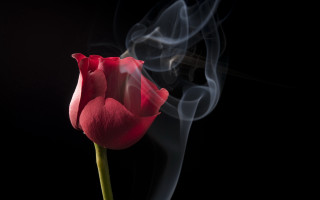 Red tulip smoke black background - stem free wallpaper for desktop