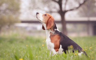 Dog grass tree building outdoors - free animals wallpaper