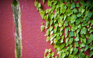 Green leaves red wall plant - vine free wallpaper for desktop
