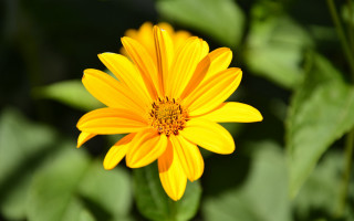 Yellow flower green leaves bokeh 2 - derek chittock free wallpaper