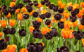 Orange flower fire campfire halloween - green stem and leaves free wallpaper