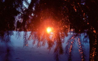 Sunlight tree branches snow night - color film photography free wallpaper