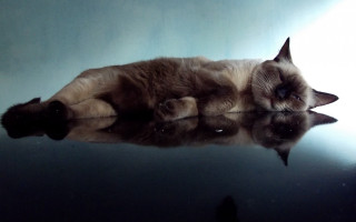 Cat reflective surface closed eyes - the surface of the water free wallpaper