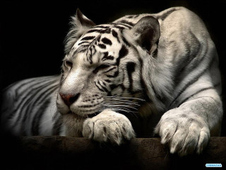 White tiger relaxing ledge portrait - one paw free wallpaper