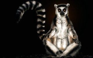 Lemur dark yellow eyes realistic - a tail free wallpaper