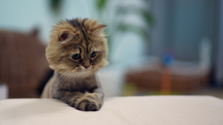 Serious cat white surface photorealistic - serious free wallpaper