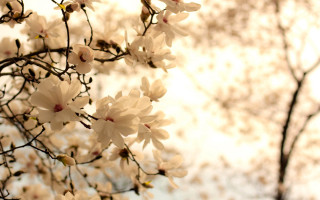 White flower tree bokeh blurry - white flower free wallpaper
