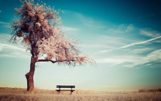 Bench tree field sky clouds - dreamlike free wallpaper for desktop