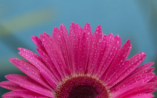 Pink flower water droplets blue - petal free wallpaper