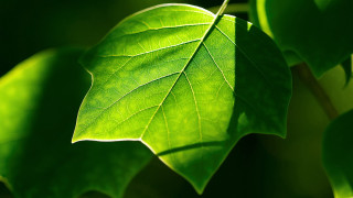 Green leaf branch sunlight macro 2 - sunlight free wallpaper for desktop