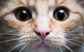 Cat blue eye white nose - a blue eye free wallpaper