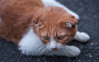 Sad cat looking at something - something free wallpaper for desktop