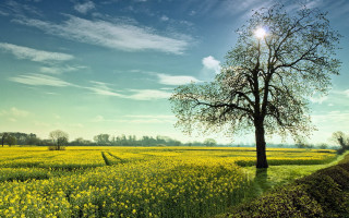 Tree field yellow flowers blue - cloud and sun free wallpaper