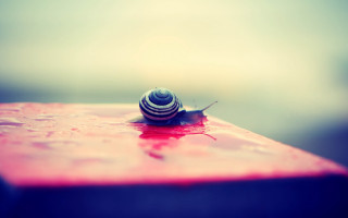 Snail red surface water droplets - a snail free wallpaper